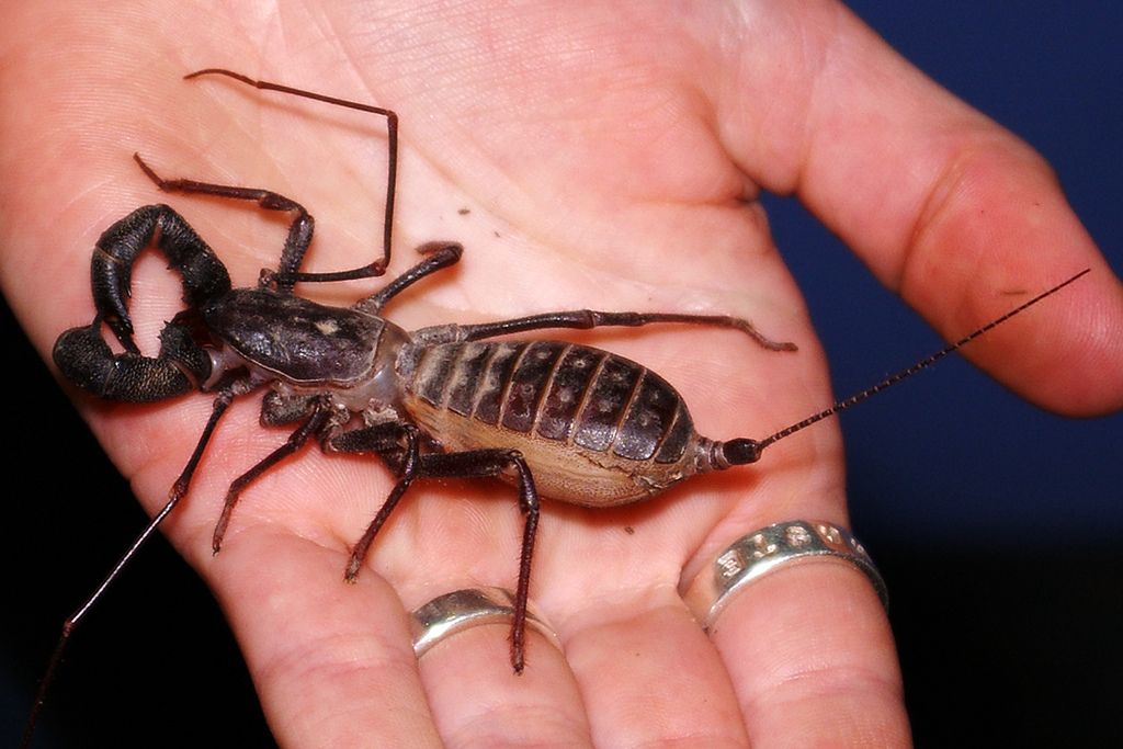 Arachnids Vinegaroons Shit You Didn't Know About Biology