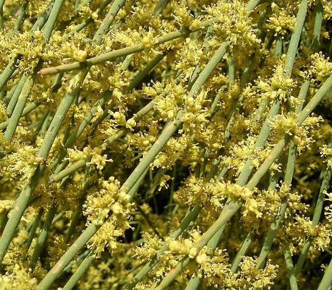 Botany Shit You Didn�t Know About Biology