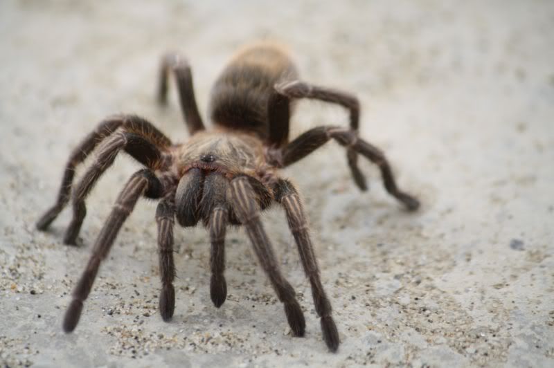 Peru Spider