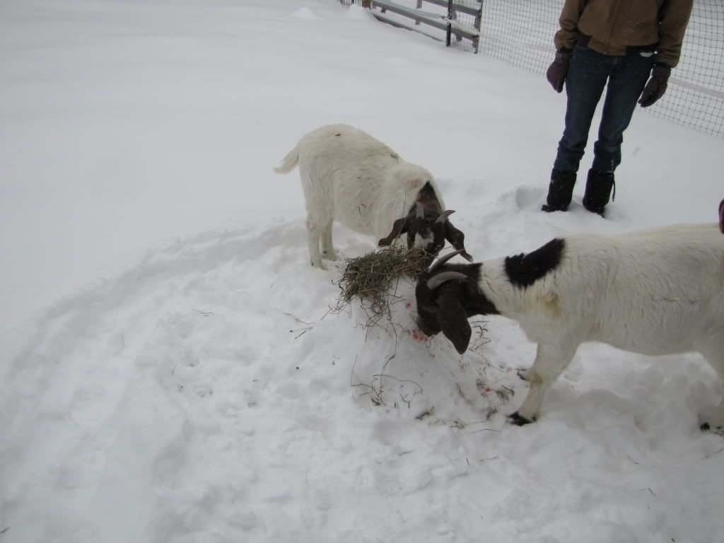 Goat snowlunch