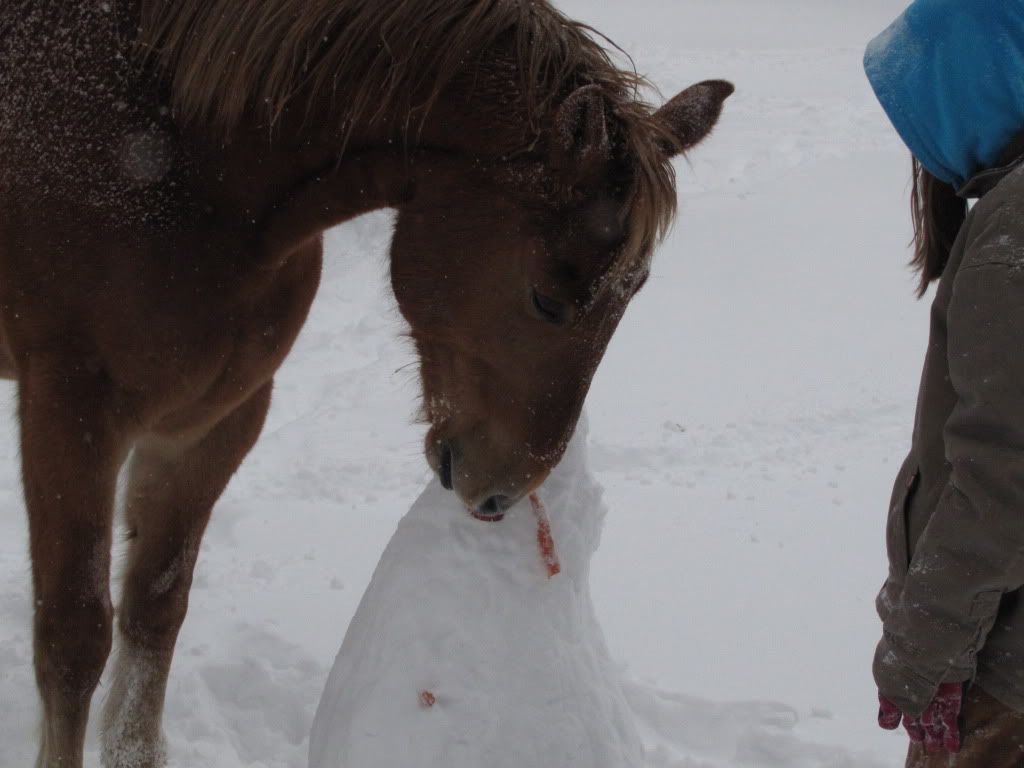 Jasper eating snowman