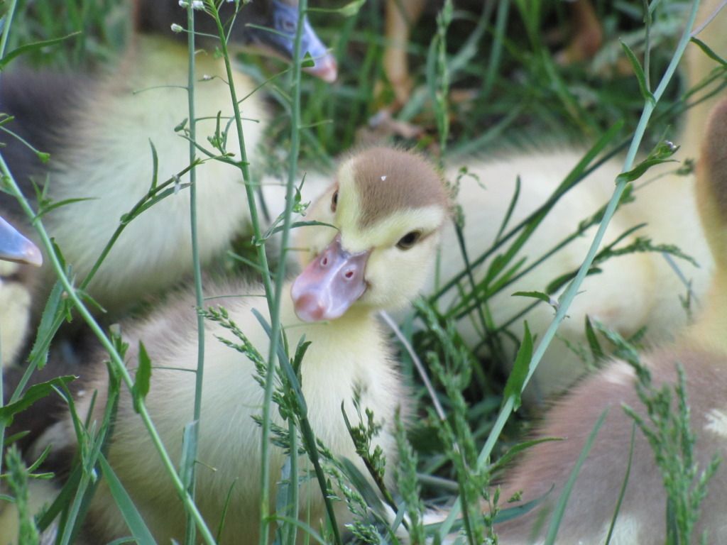 First nibbles of grass