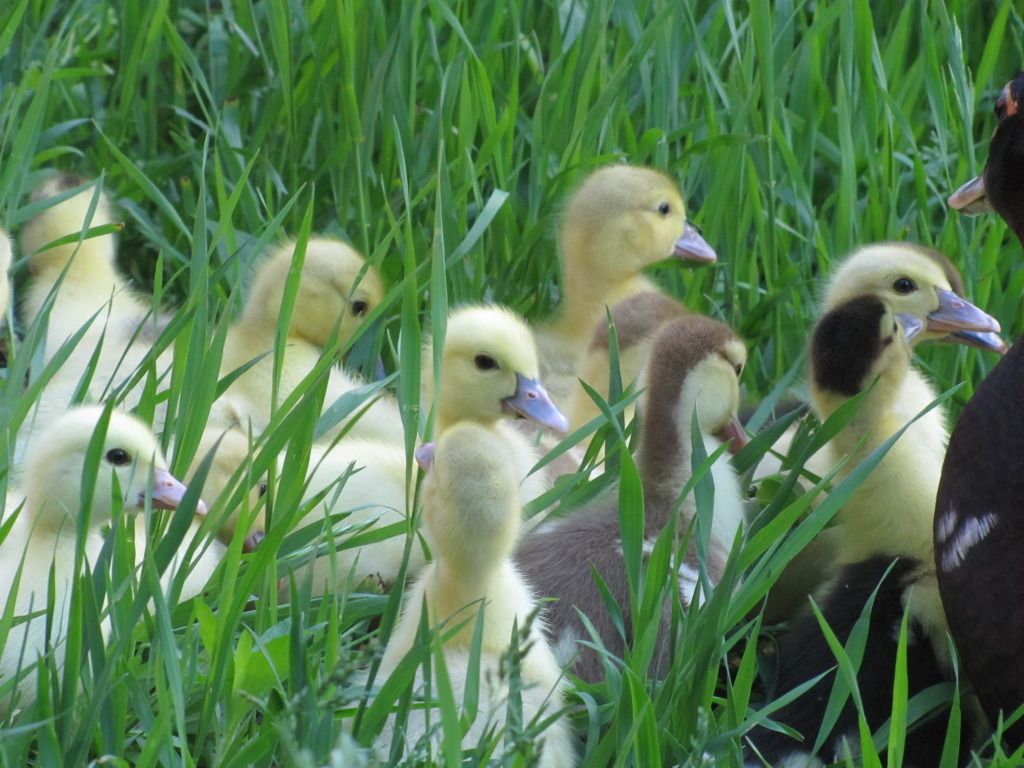 In the tall grass