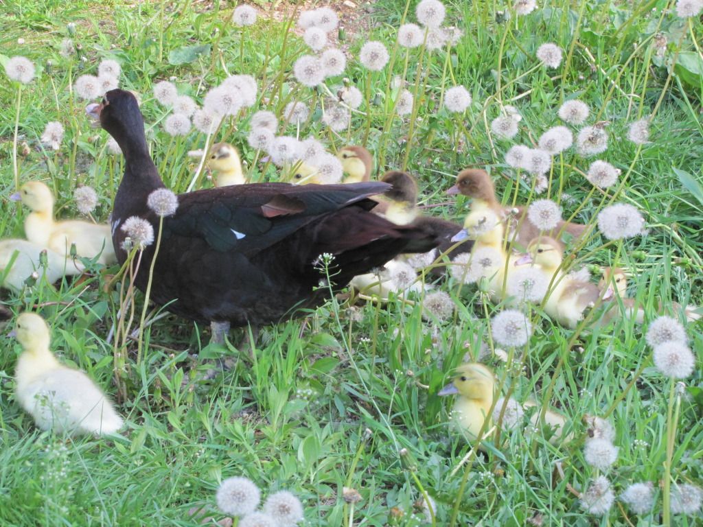 Camouflaged Ducklings