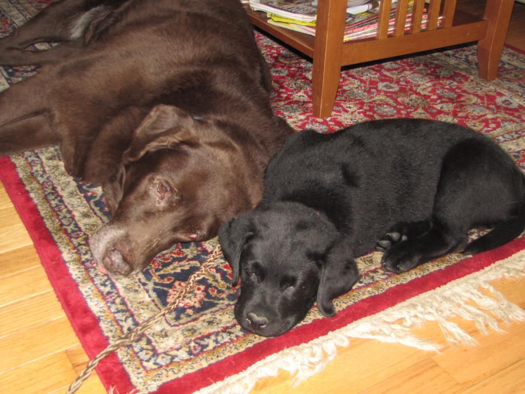 Rocky and Reese