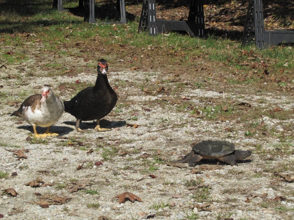 Turtle and ducks