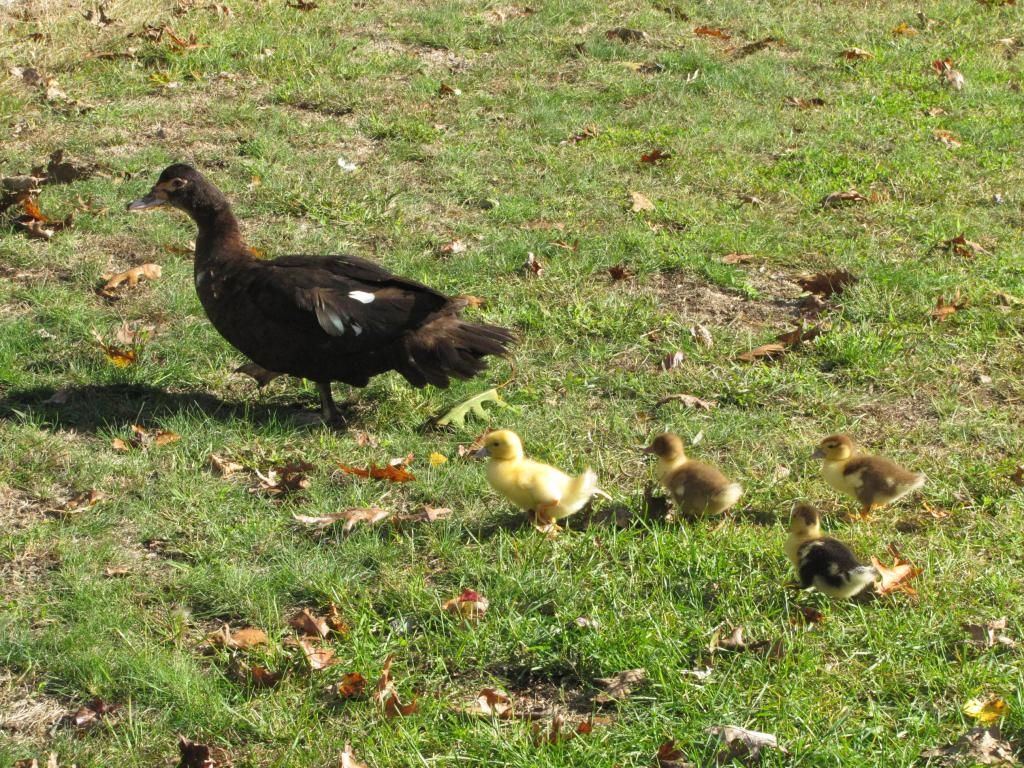 Midnight and ducklings