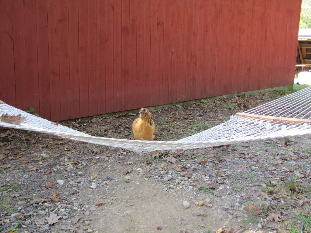 Occupy Hammock