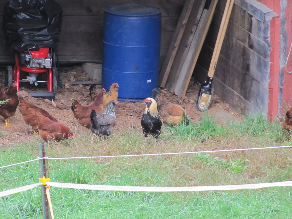Occupy Shed