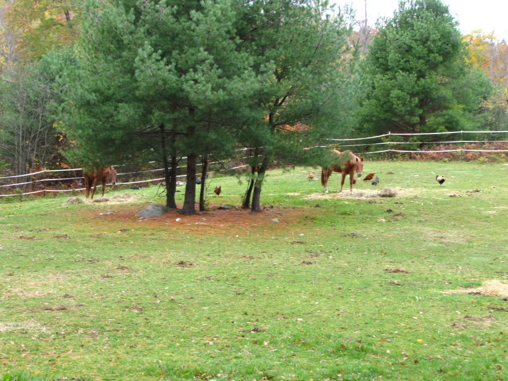 Occupy Pasture