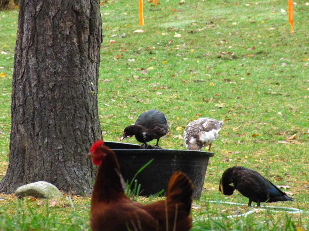 Occupy Trough