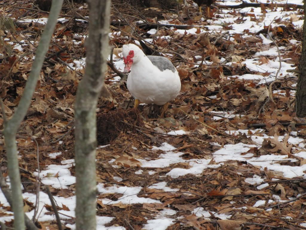 Doc in the Snow