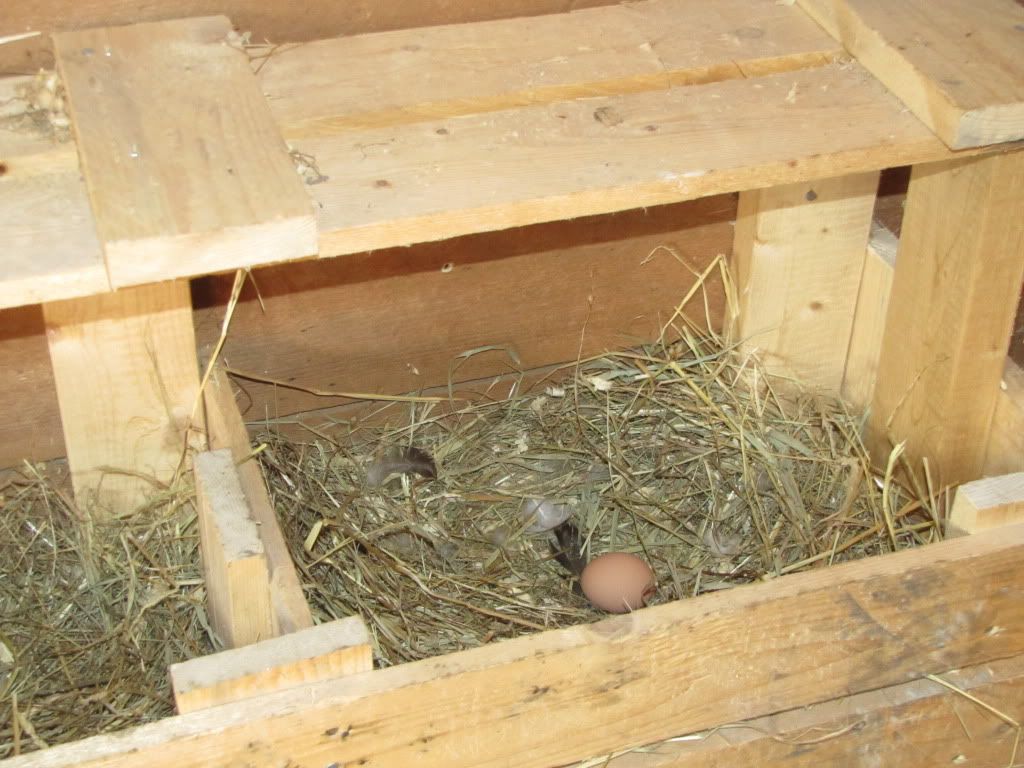 Egg in nesting box
