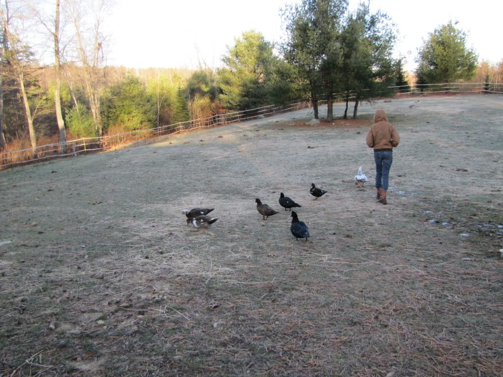 H&Ducks