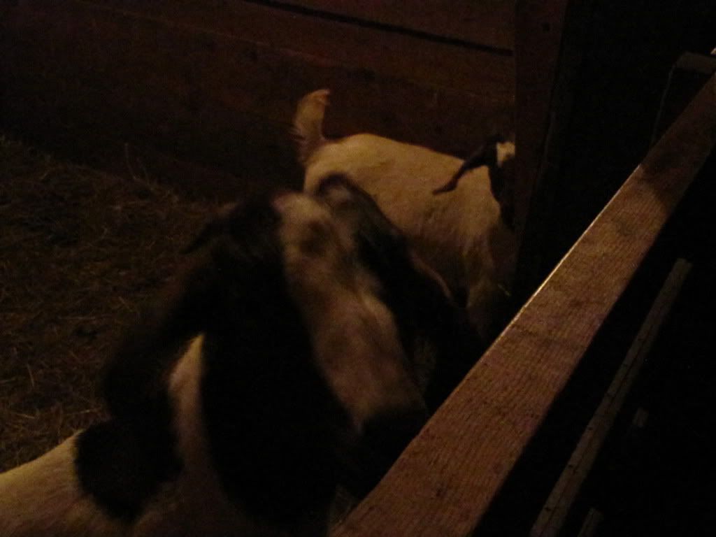 Goats Night