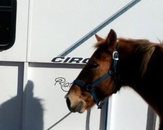 Jasper and Trailer