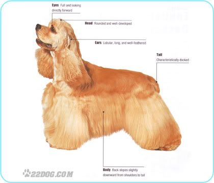 Top Dog Grooming Grimsby Top Dog Grooming Grimsby