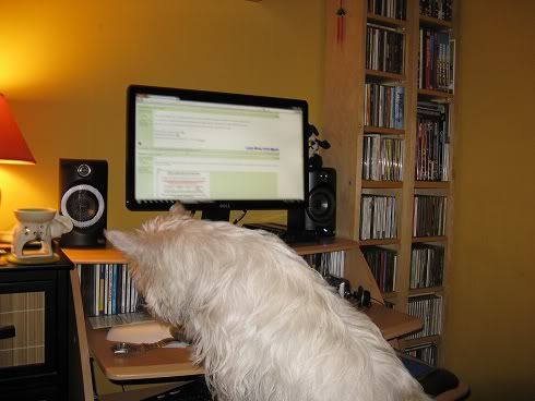 dogdesk.jpg
