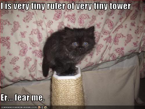 funny-pictures-kitten-rules-a-tower.jpg