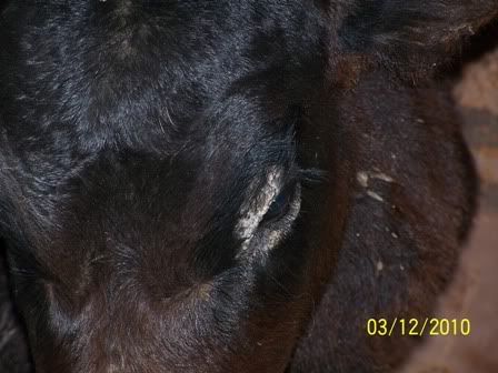 Warts On Cattle