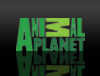 Assistir Animal Planet Online...!