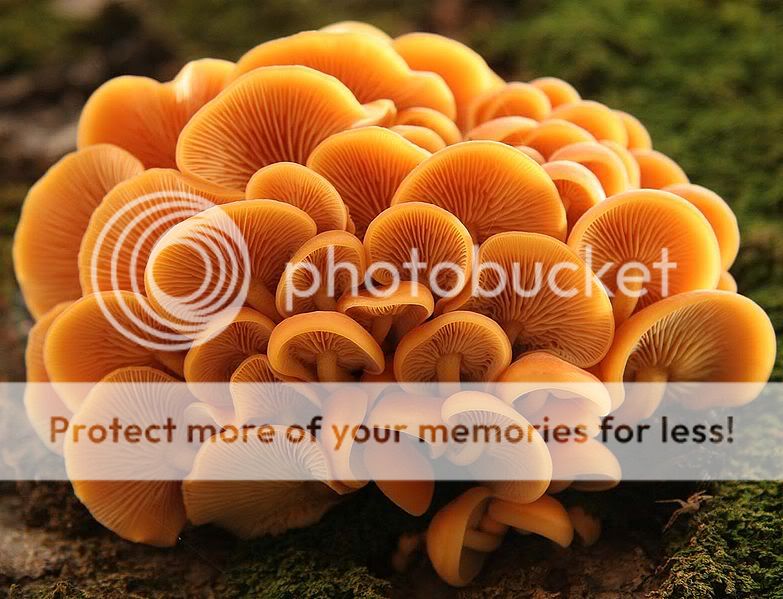 fungi